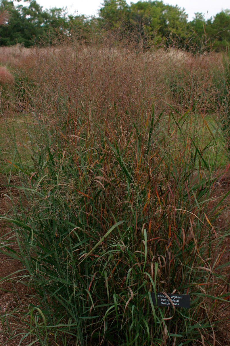 ‘Heavy Metal’ switch grass