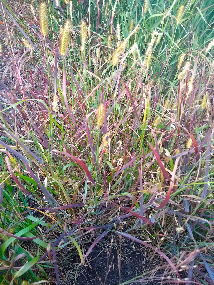 ‘Burgundy Bunny’ fountain grass