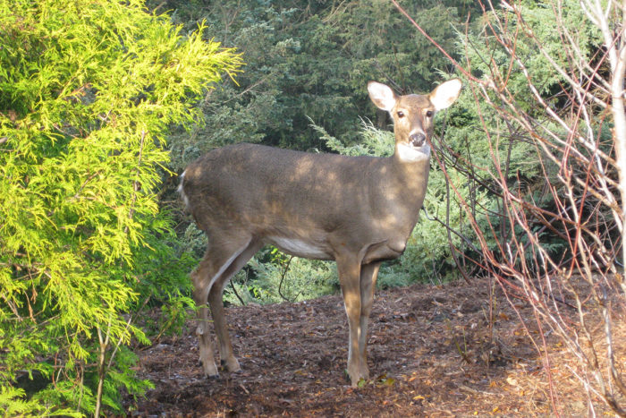 Midwest November Garden To-Do List - Fine Gardening