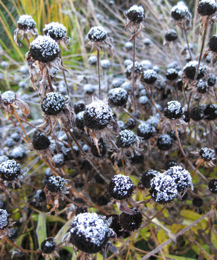 plants seed heads