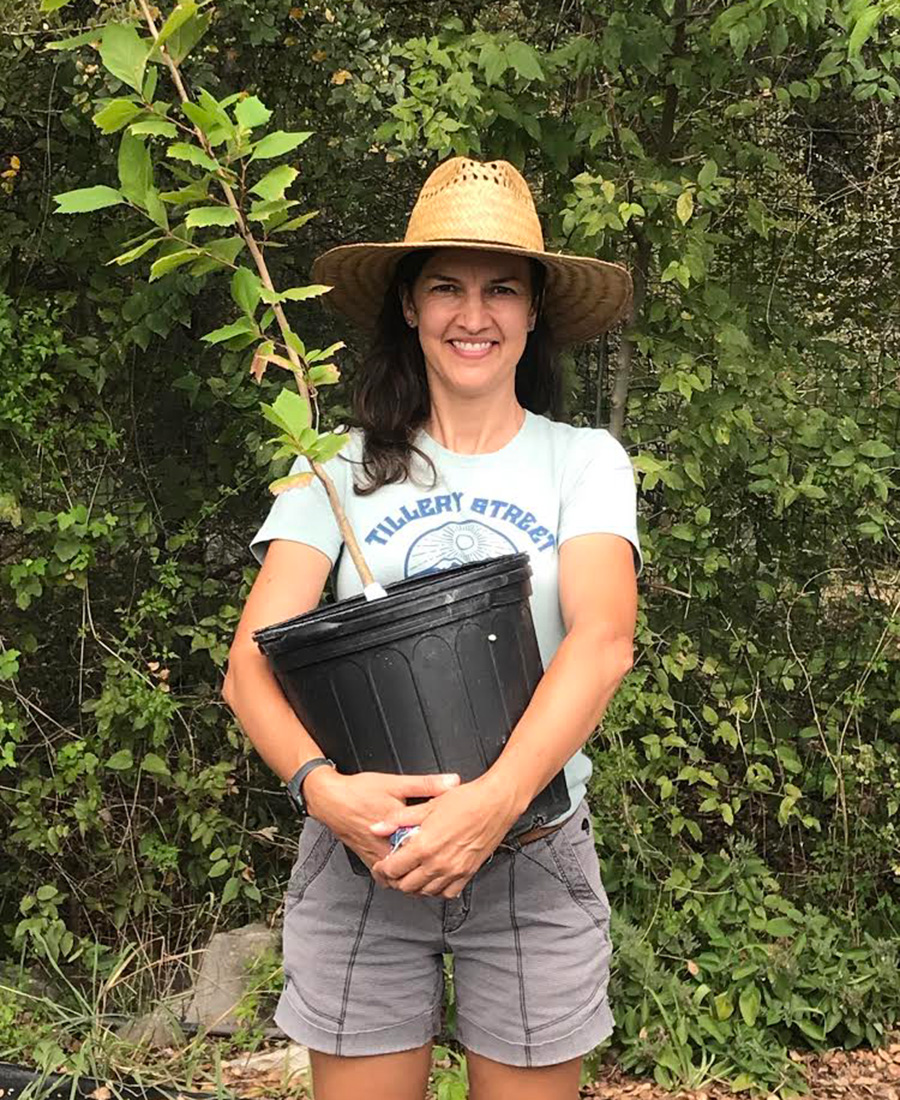 tree in a container