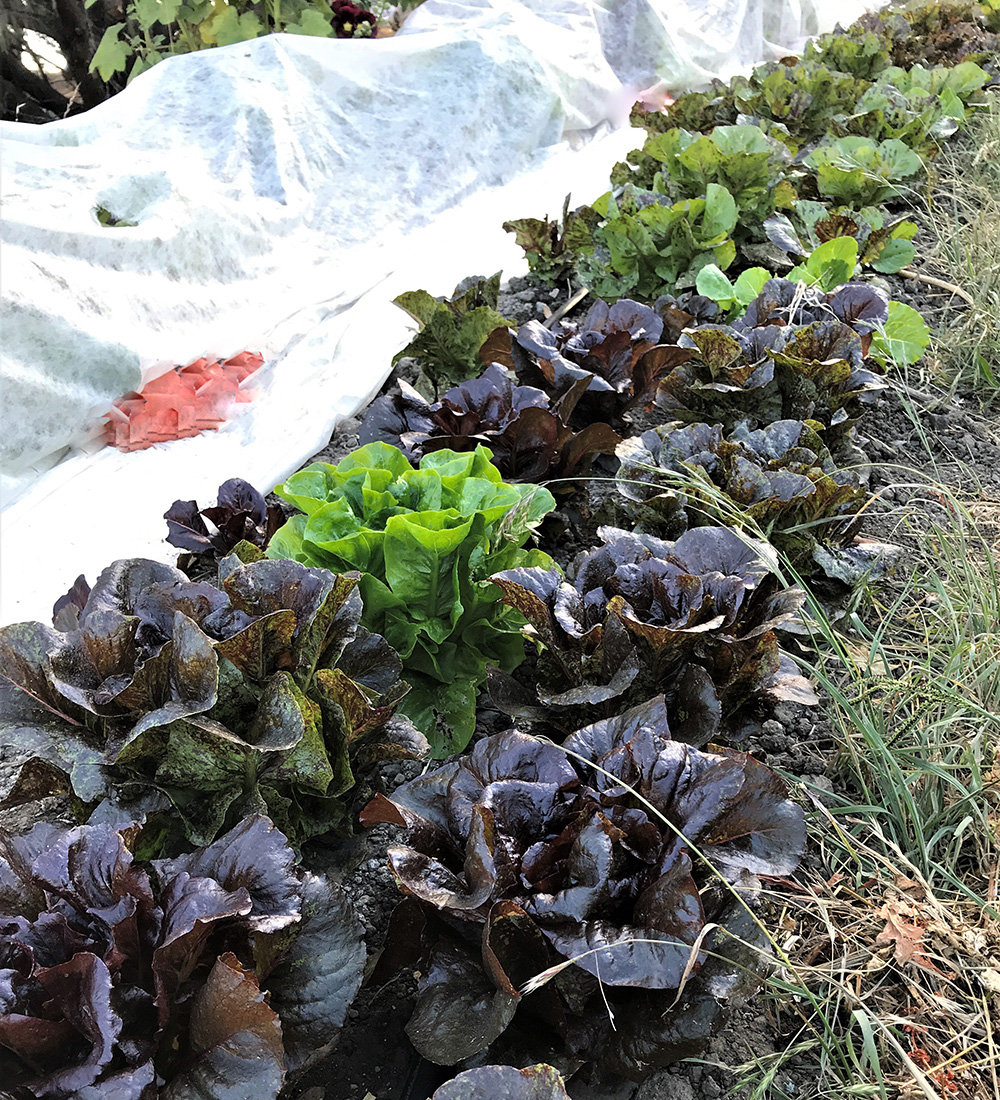 lettuce with cover