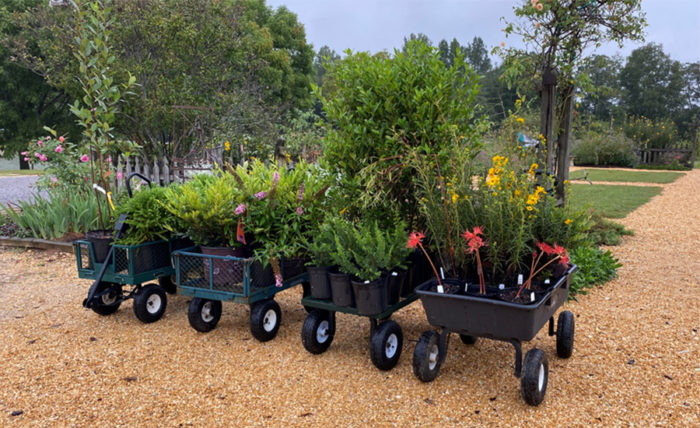 nursery plants