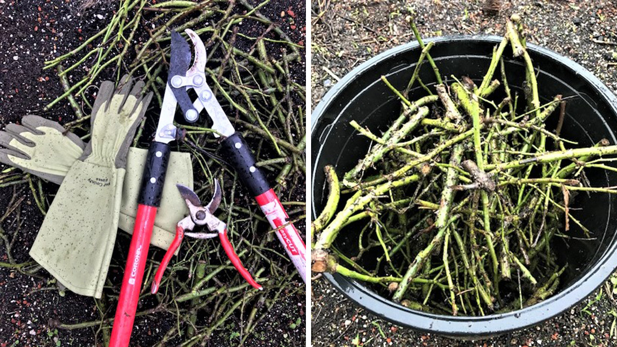 pruning roses