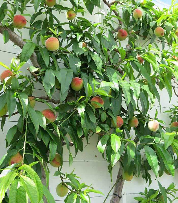 peach tree