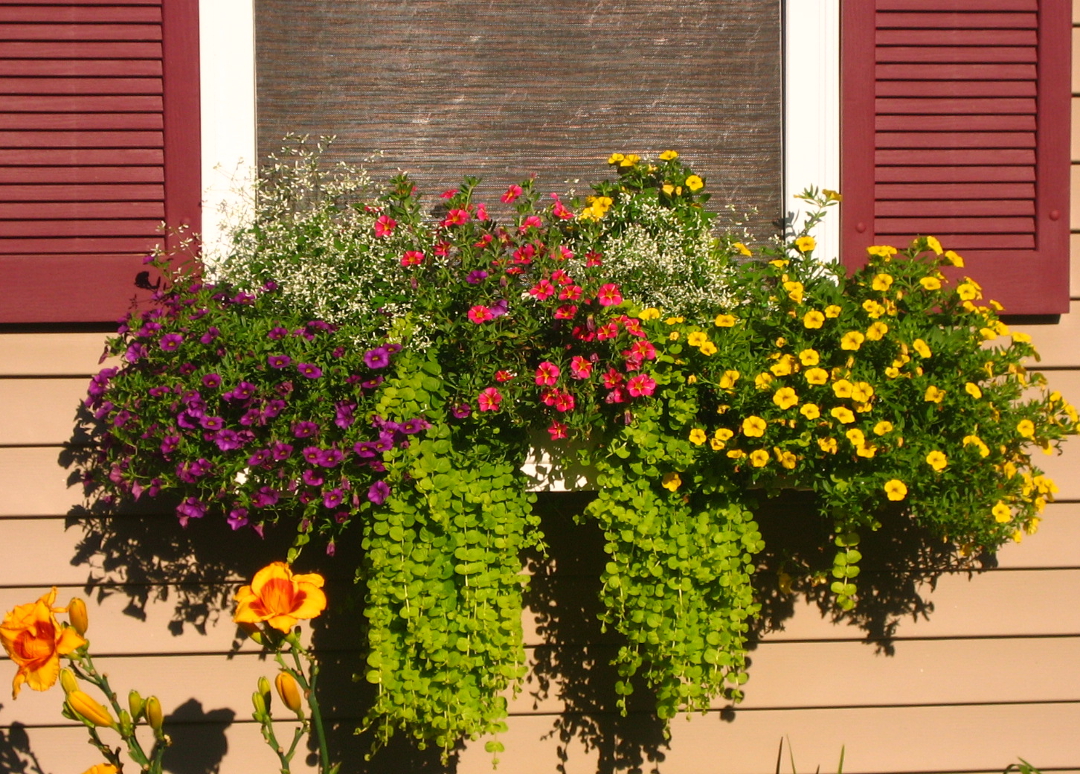 window box