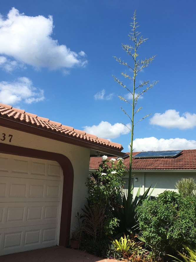 agave flower spike