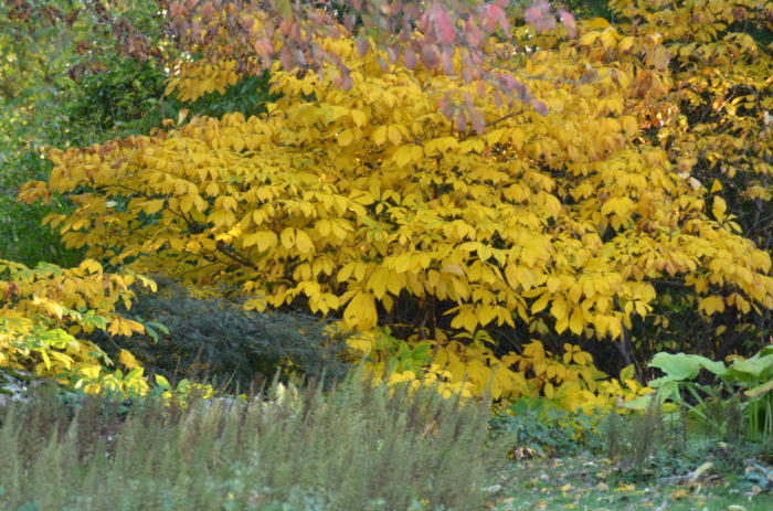 Another Reader's Favorite Plants - Fine Gardening