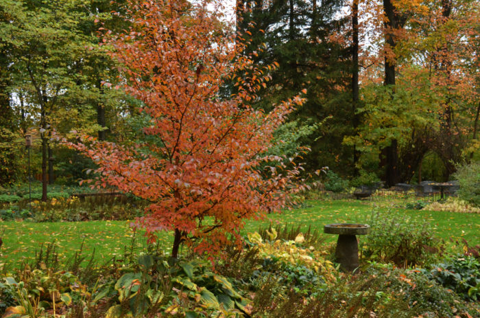 Another Reader's Favorite Plants - Fine Gardening