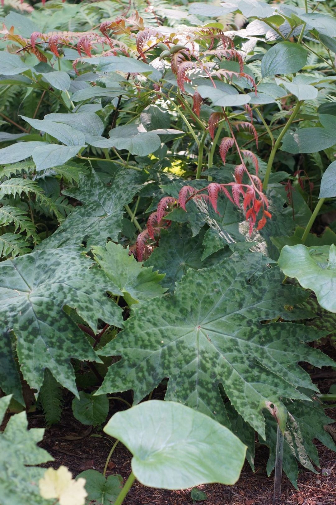 Asian mayapple