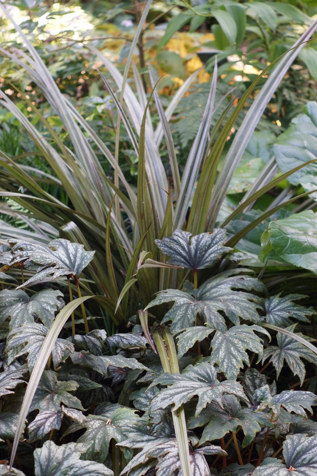 ‘Gryphon’ begonia