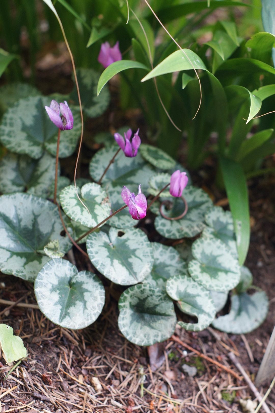 Cyclamen purpurascens