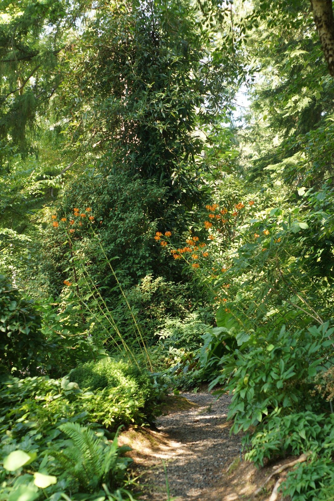 orange lilies