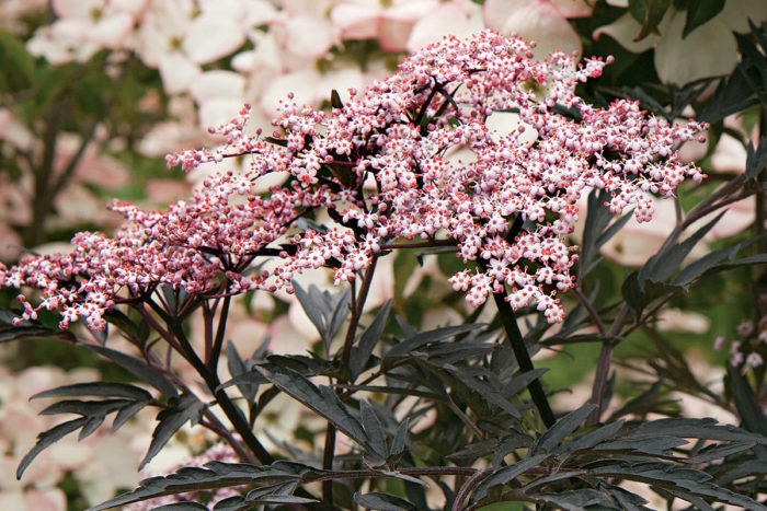 Black Lace Elderberry