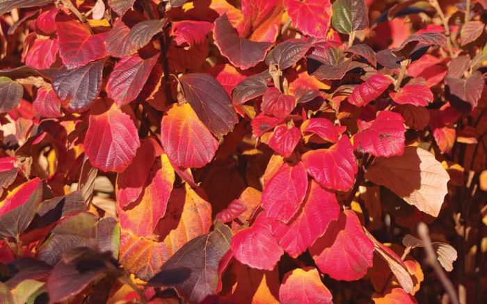 Suzanne Dwarf Fothergilla