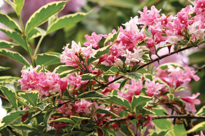 Variegated Weigela