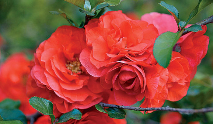 Orange Storm Flowering Quince