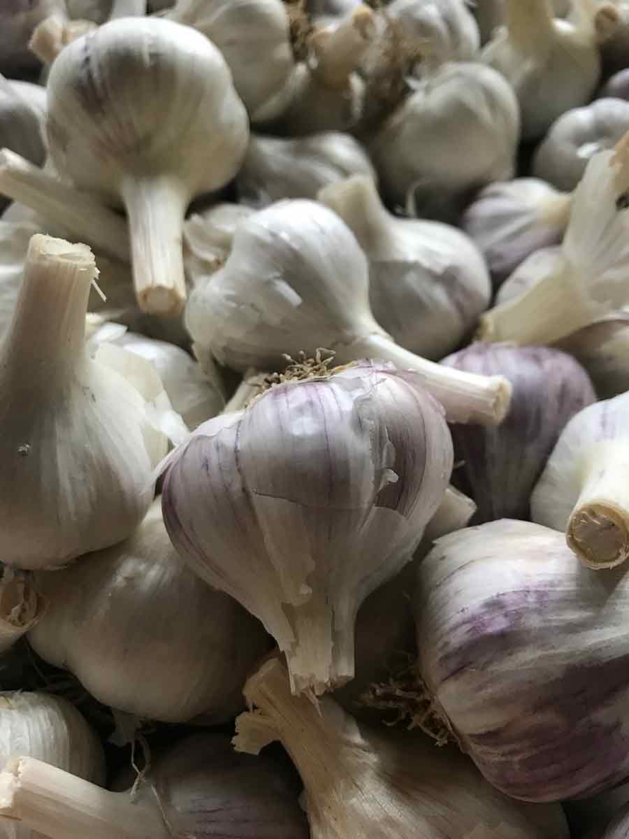 garlic