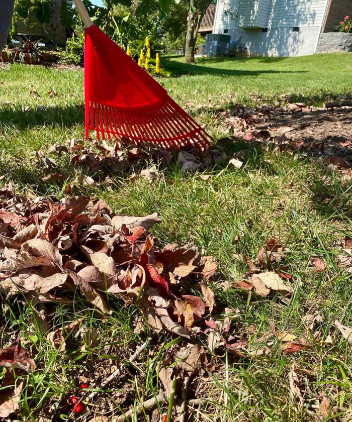 raking leaves