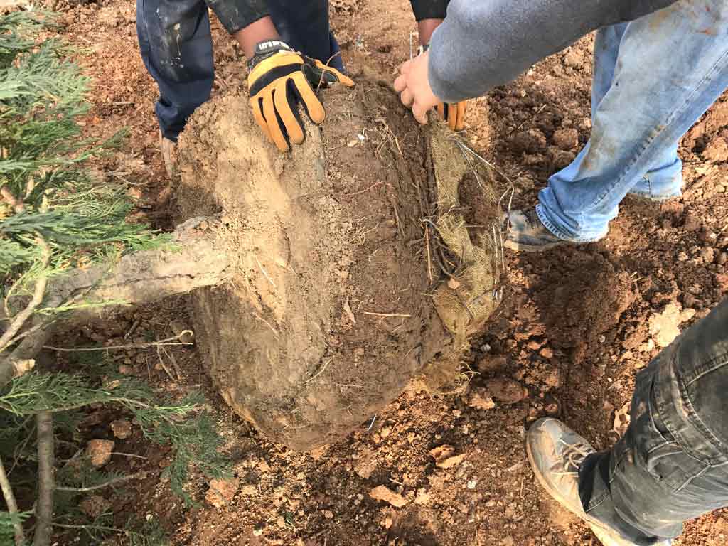 planting a tree