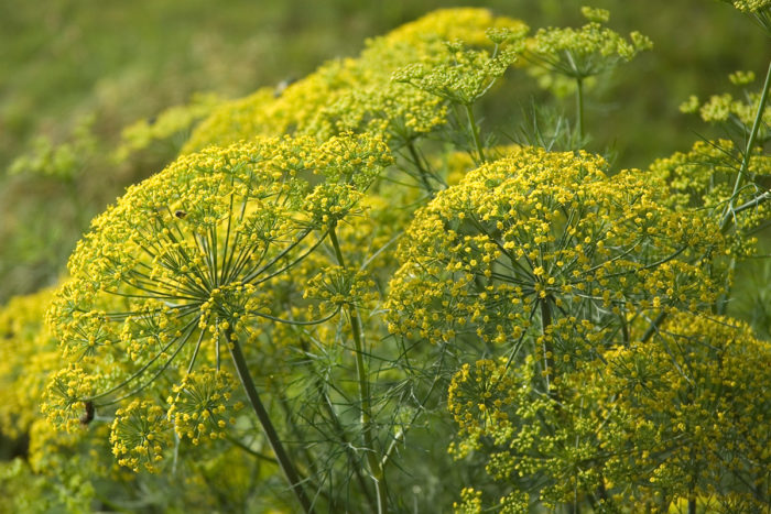 dill in bloom