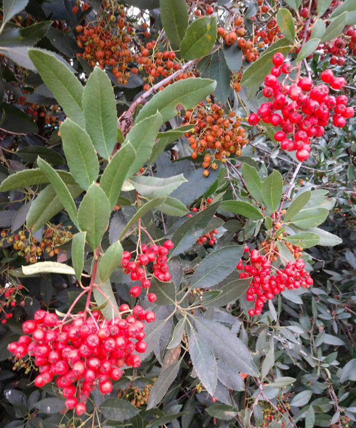 Toyon berries