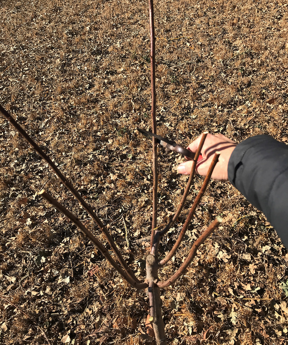 prune fruit trees