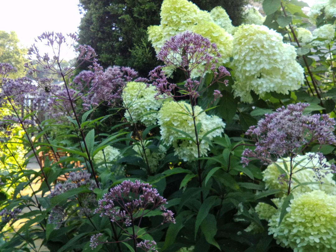 Joe Pye weed