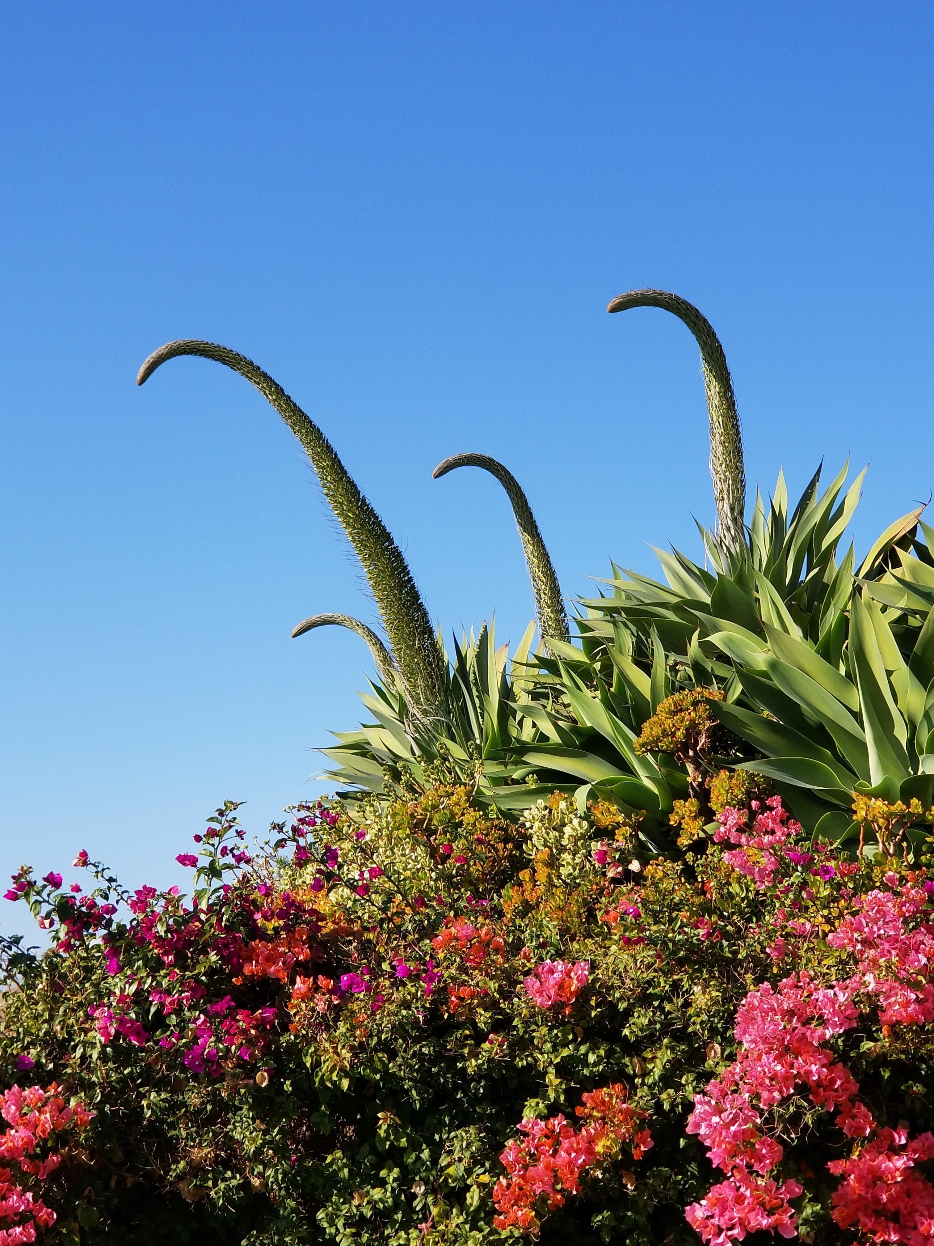 Agave attentuata