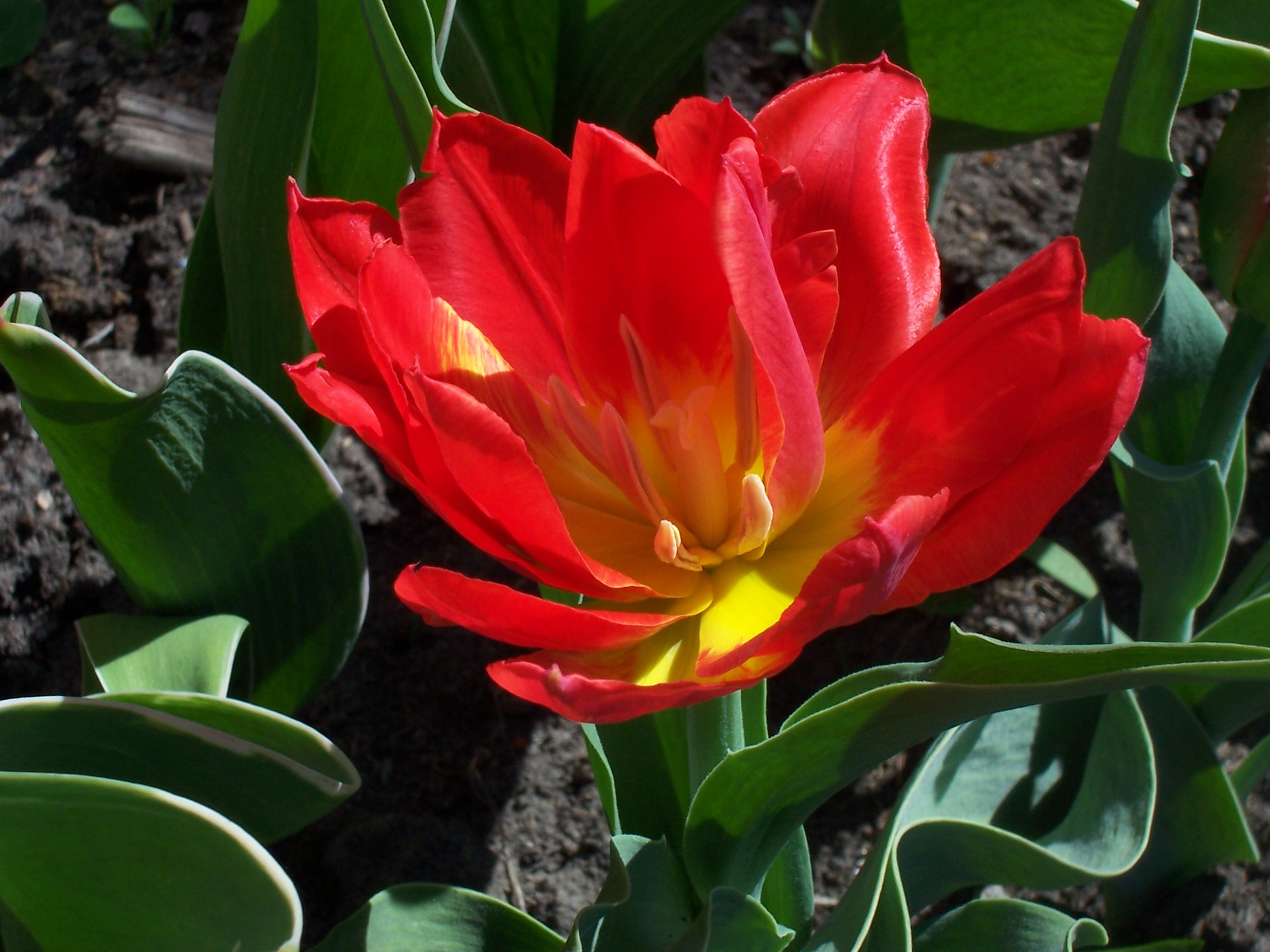 double tulip