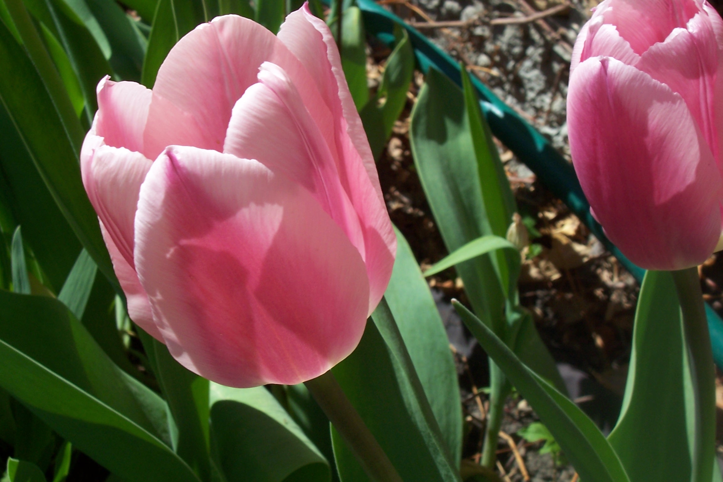 pink tulip