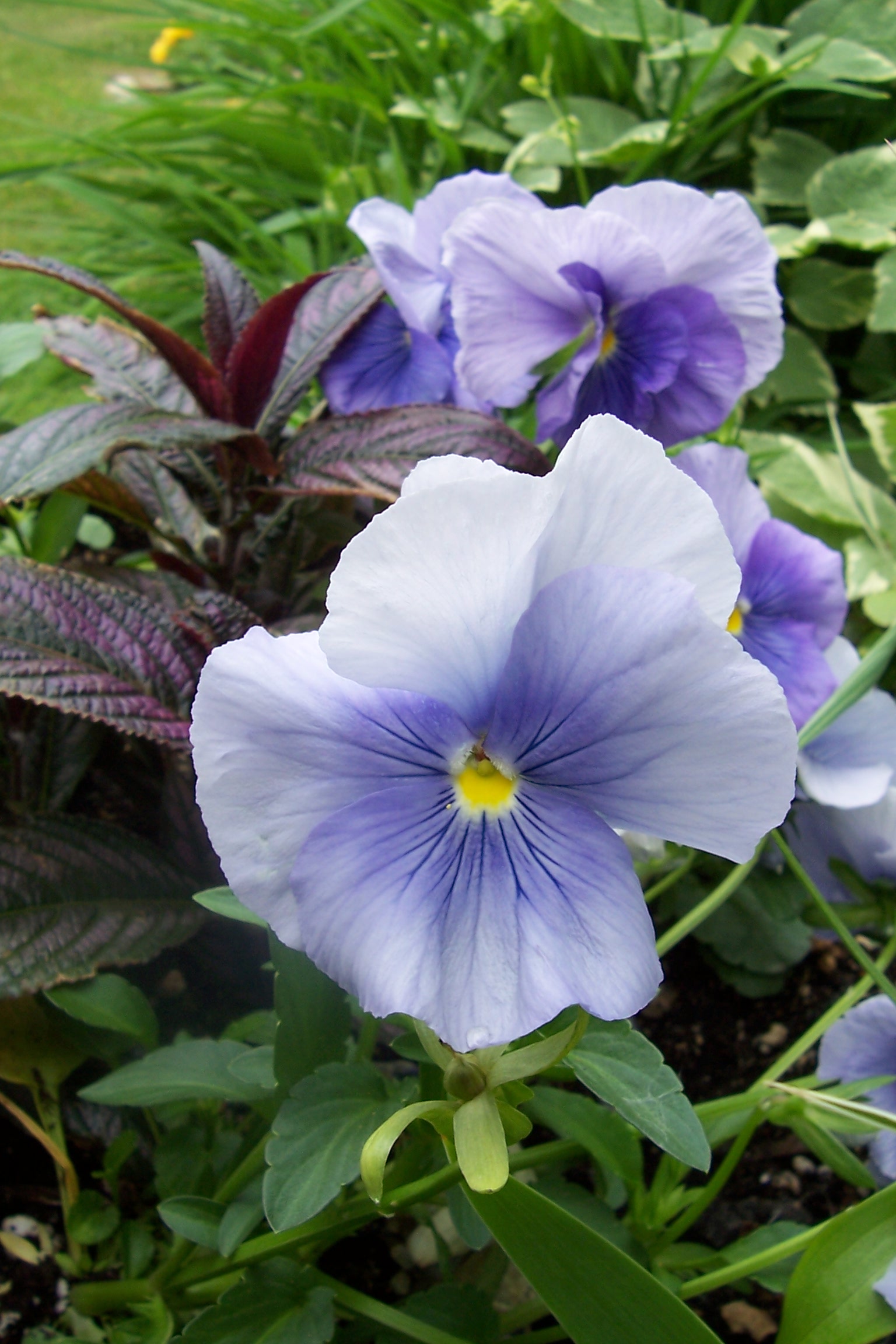 blue pansies