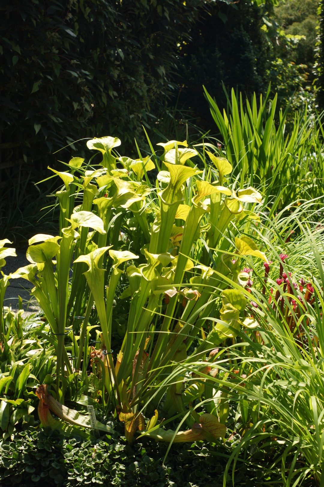 Sarracenia purpurea