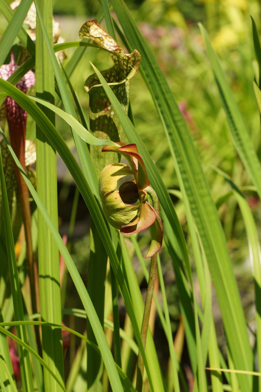 flowers of the pitcher plant