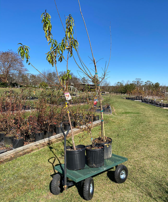 planting fruit trees