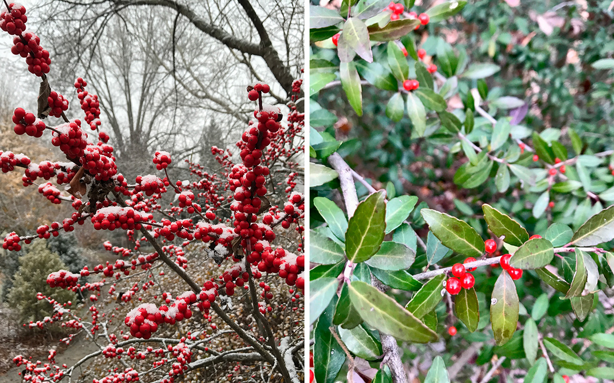 native holly