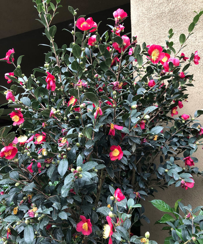 Yuletide camellia