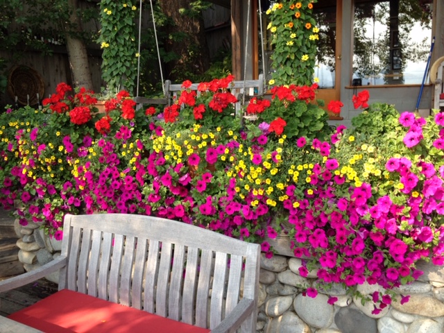 Petunia, Calibrachoa, and geranium