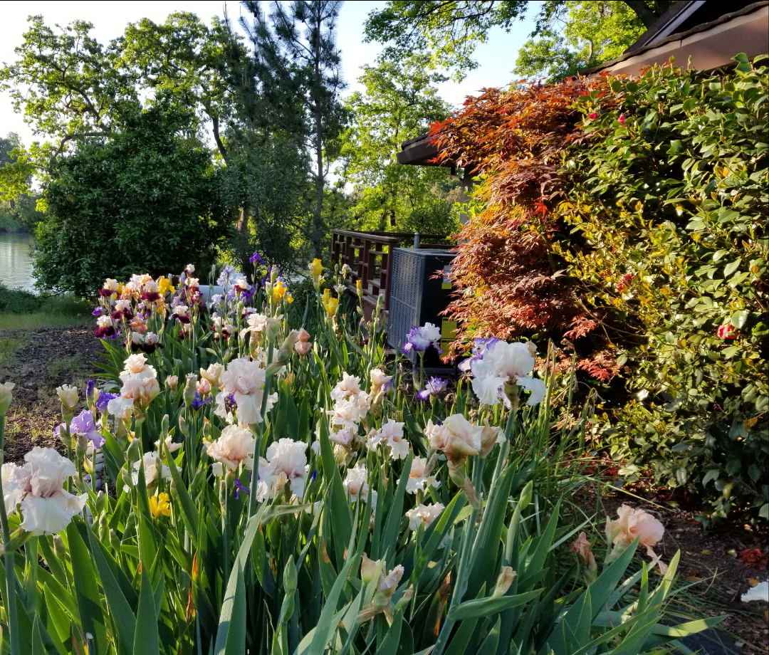 bearded irises