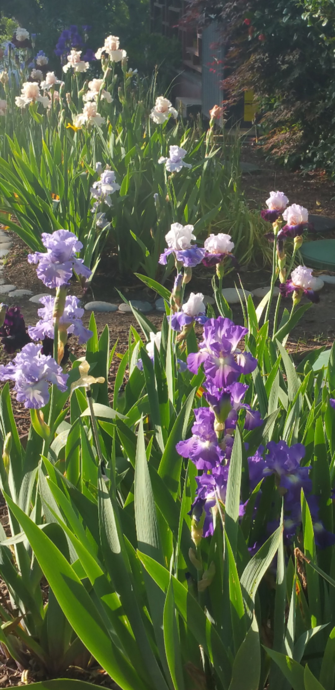 The Other Irises - FineGardening