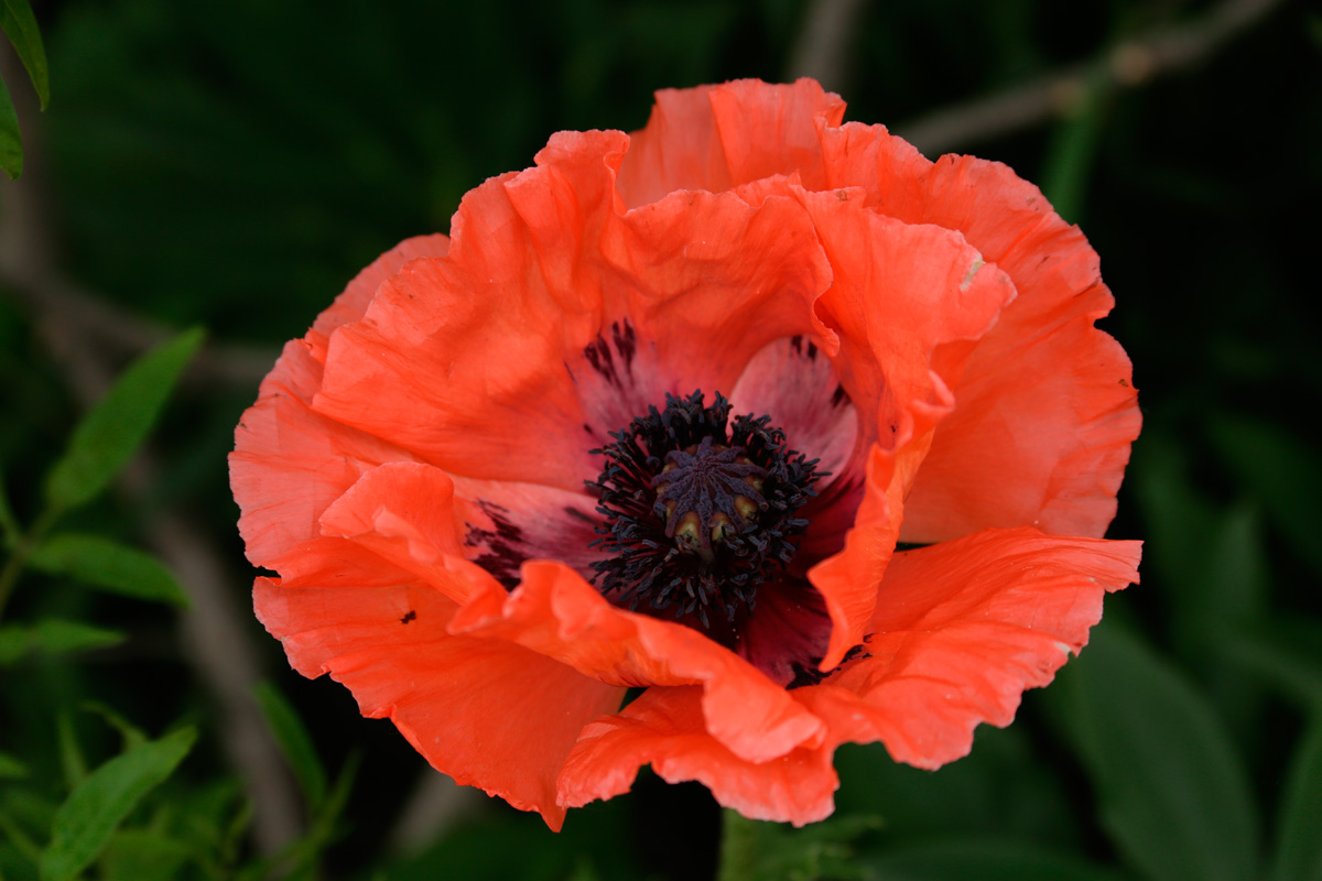 'Effendi' Oriental poppy