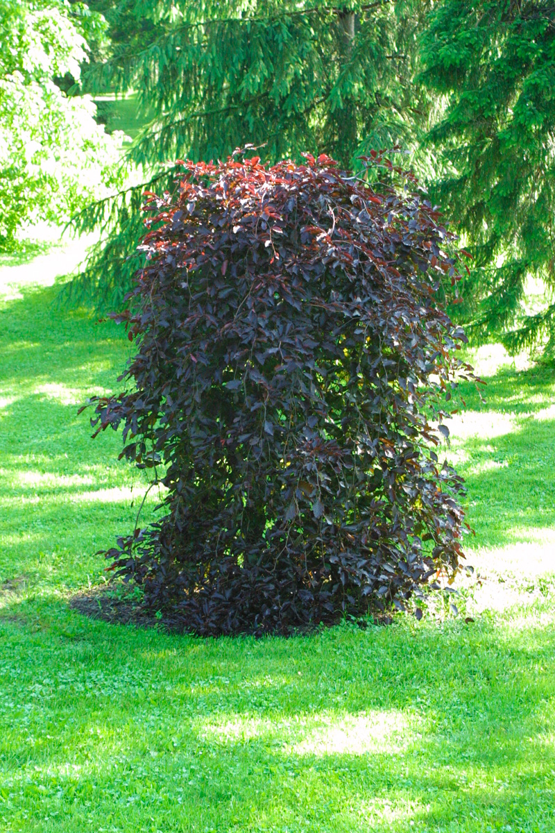 ‘Purple Fountain’ purple beech