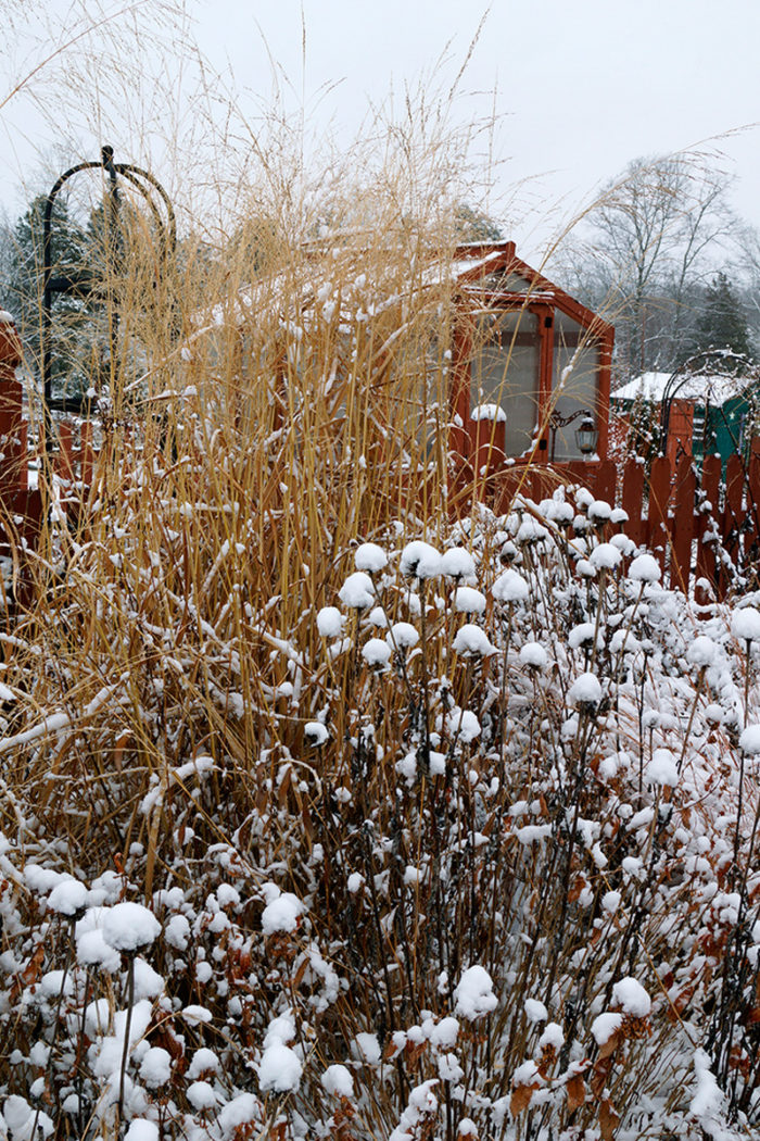 Winter Interest in the Garden - Coneflower and switch grass