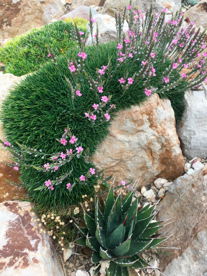 Prickly thrift (Acantholimon venustum, Zones 7-9) and Kaibab agave (Agave utahensis var. kaibabensis, Zones 5-9) thrive in the tight conditions of a crevice garden