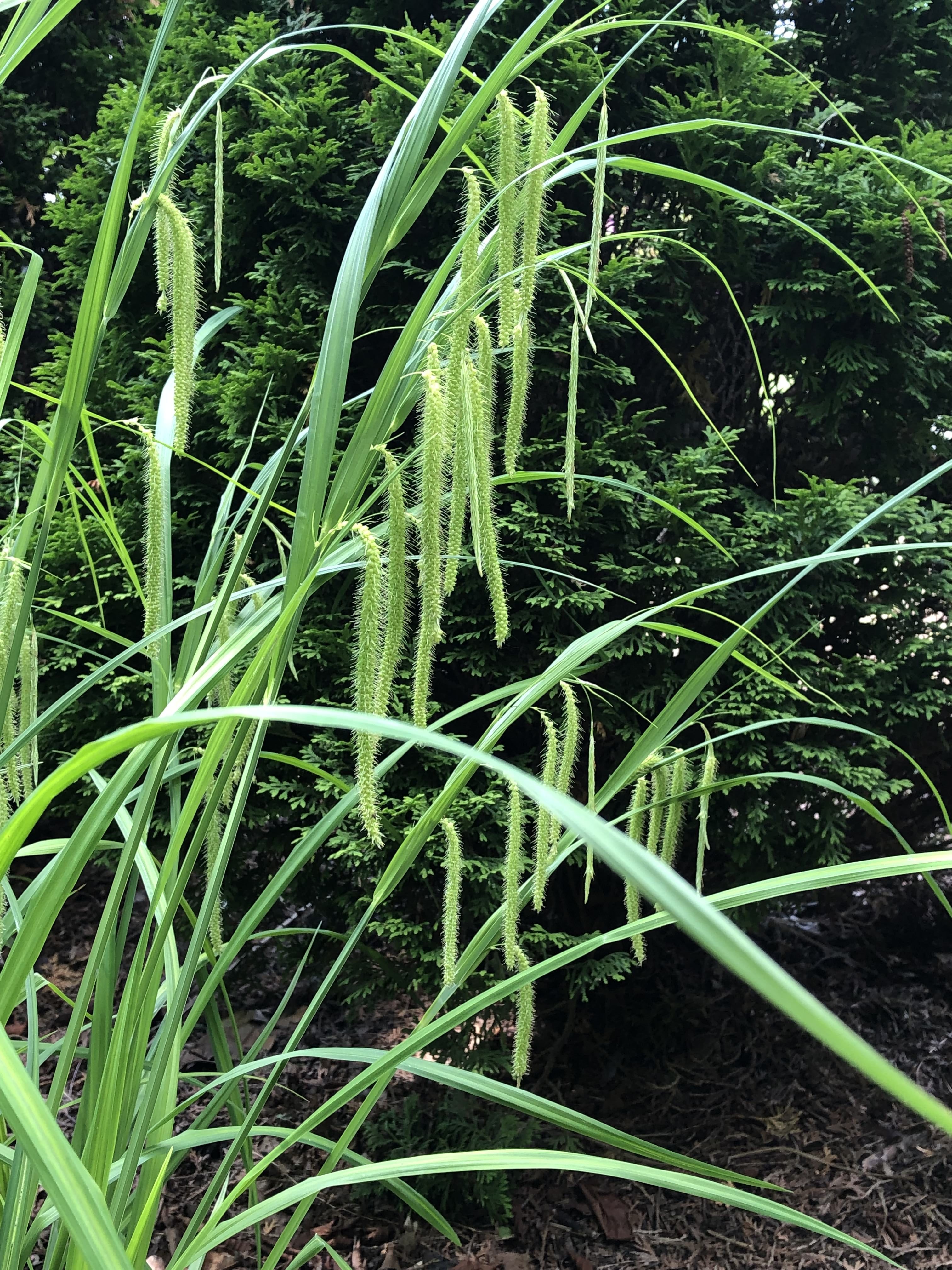 Fringed sedge as grass alternative