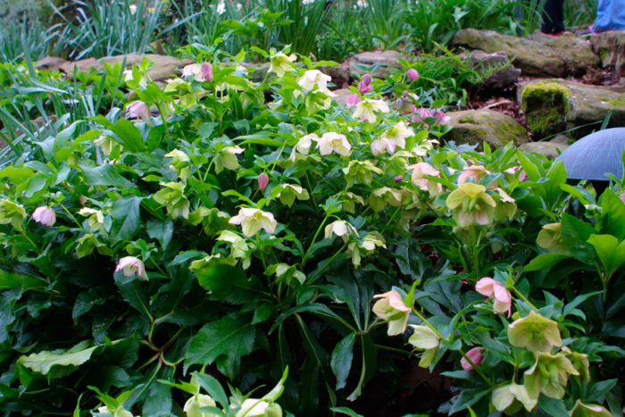 Helleborus x hybridus