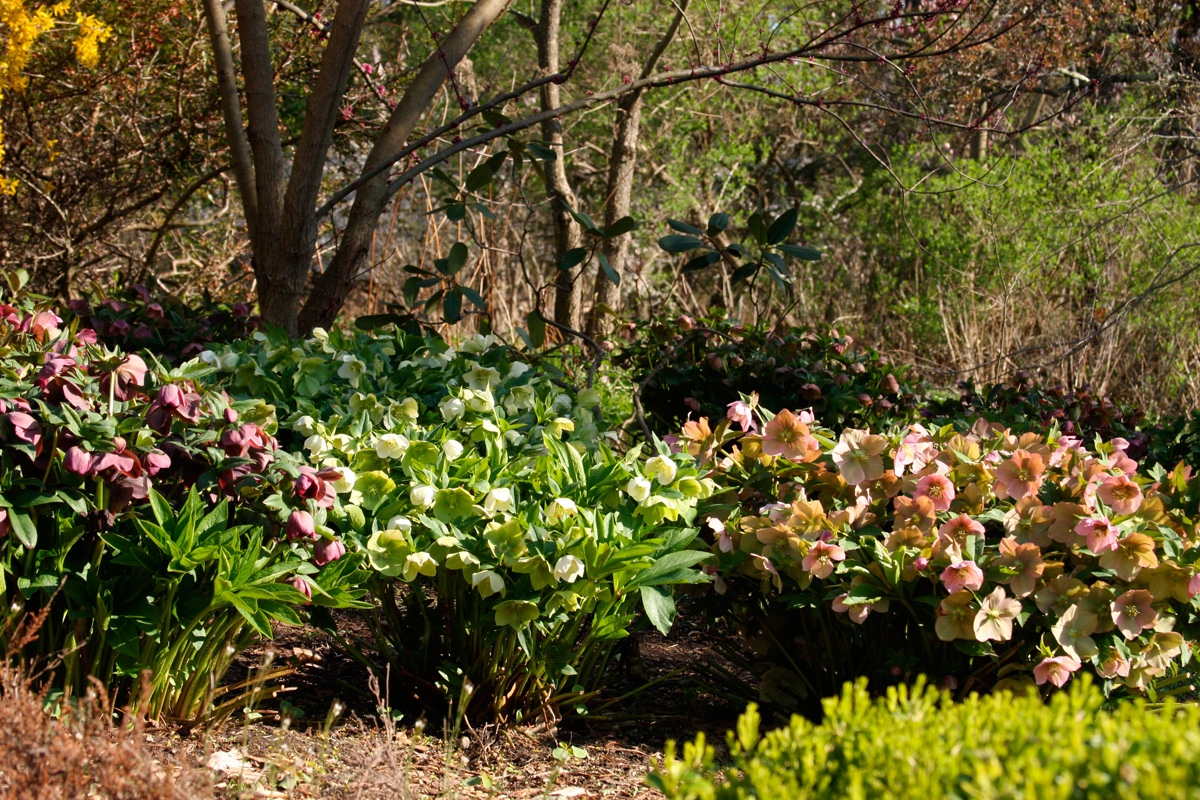 what do hellebores look like