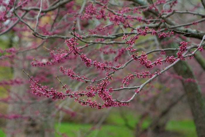 Cercis canadensis