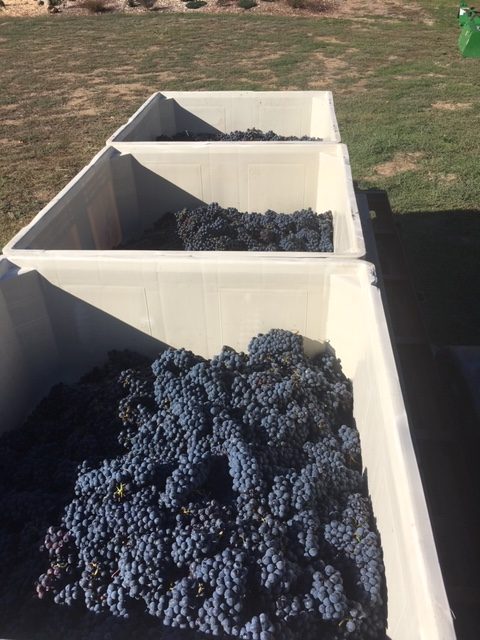 grape harvest