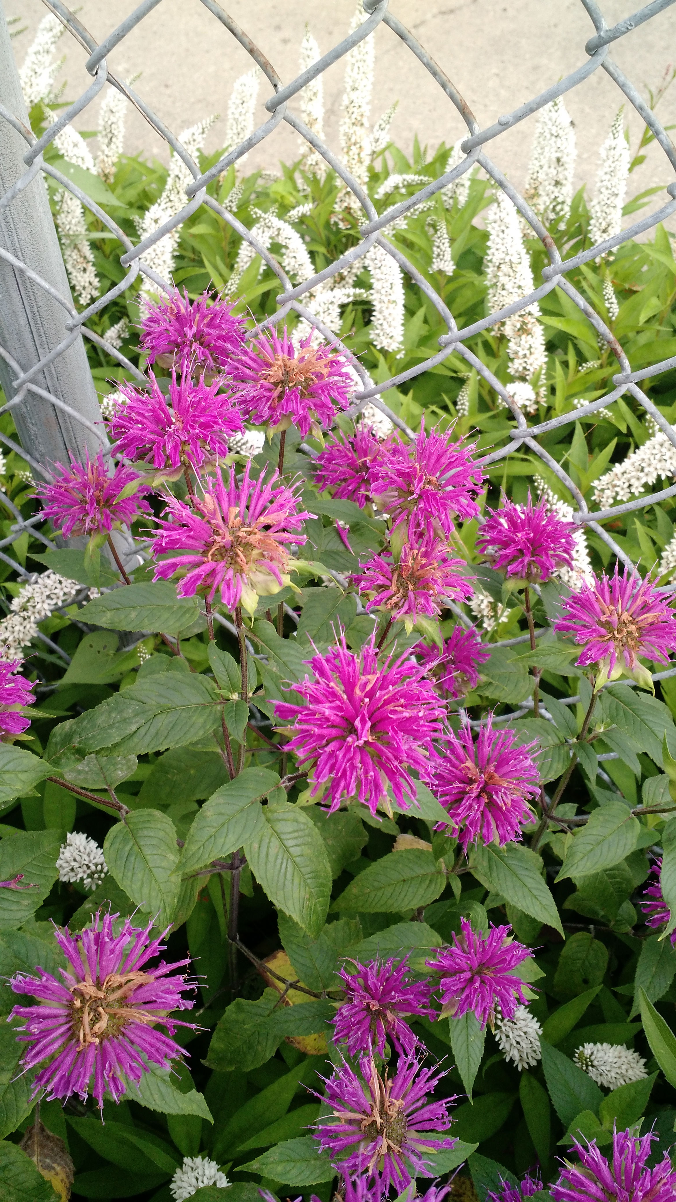 Raspberry-colored bee balm